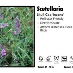 Pandy's Garden Center Scutellaria 'Incana' Skull Cap Perennials