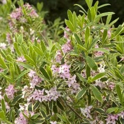 Pandy's Garden Center Daphne - Carol Mackie