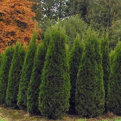 Pandy's Garden Center Arborvitae Dark Green Nursery 3 Pandy's Garden Center Arborvitae Dark Green Nursery
