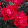 Willoway Knockout Roses Rose - Dbl Red Knockout
