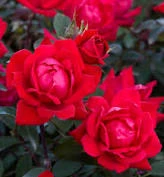 Willoway Knockout Roses Rose - Dbl Red Knockout