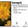 Pandy's Garden Center Perennials Coreopsis ‘Double The Sun’ Tickseed