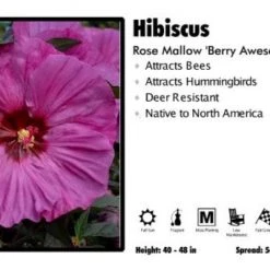Pandy's Garden Center Hibiscus 'Berry Awesome' Rose Mallow Perennials