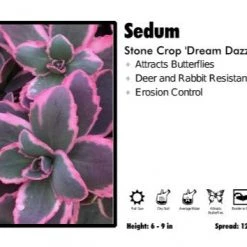 Pandy's Garden Center Sedum 'Dream Dazzler' Stone Crop Perennials