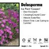 Pandy's Garden Center Delosperma 'Cooperi' Ice Plant