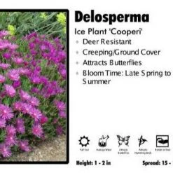 Pandy's Garden Center Delosperma 'Cooperi' Ice Plant