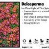 Pandy's Garden Center Delosperma 'Fire Spinner' Ice Plant 2 Pandy's Garden Center Delosperma 'Fire Spinner' Ice Plant