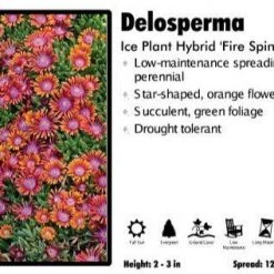 Pandy's Garden Center Delosperma 'Fire Spinner' Ice Plant