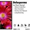 Pandy's Garden Center Delosperma 'Garnet' Ice Plant Perennials