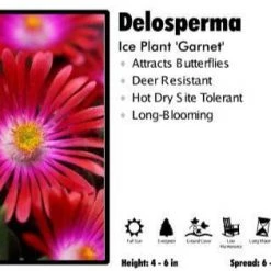 Pandy's Garden Center Delosperma 'Garnet' Ice Plant Perennials