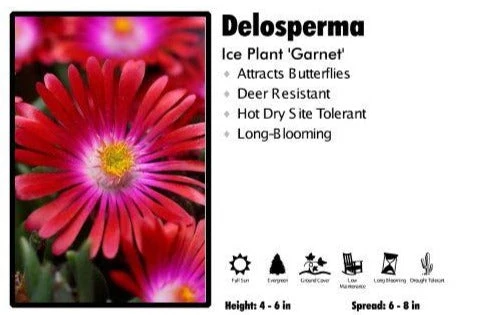Pandy's Garden Center Delosperma 'Garnet' Ice Plant Perennials 3 Pandy's Garden Center Delosperma 'Garnet' Ice Plant Perennials