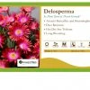 Pandy's Garden Center Perennials Delosperma 'Jewel Of Desert Grenade' Ice Plant 2 Pandy's Garden Center Perennials Delosperma 'Jewel Of Desert Grenade' Ice Plant
