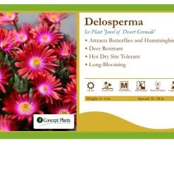 Pandy's Garden Center Perennials Delosperma 'Jewel Of Desert Grenade' Ice Plant