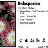 Pandy's Garden Center Delosperma 'Ruby' Ice Plant Perennials