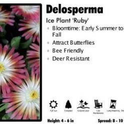 Pandy's Garden Center Delosperma 'Ruby' Ice Plant Perennials