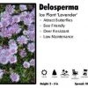 Pandy's Garden Center Delosperma 'Lavender Ice' Ice Plant