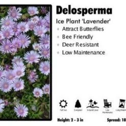 Pandy's Garden Center Delosperma 'Lavender Ice' Ice Plant