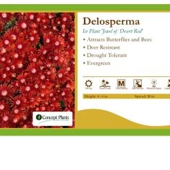 Pandy's Garden Center Perennials Delosperma 'Jewel Of Desert Red' Ice Plant