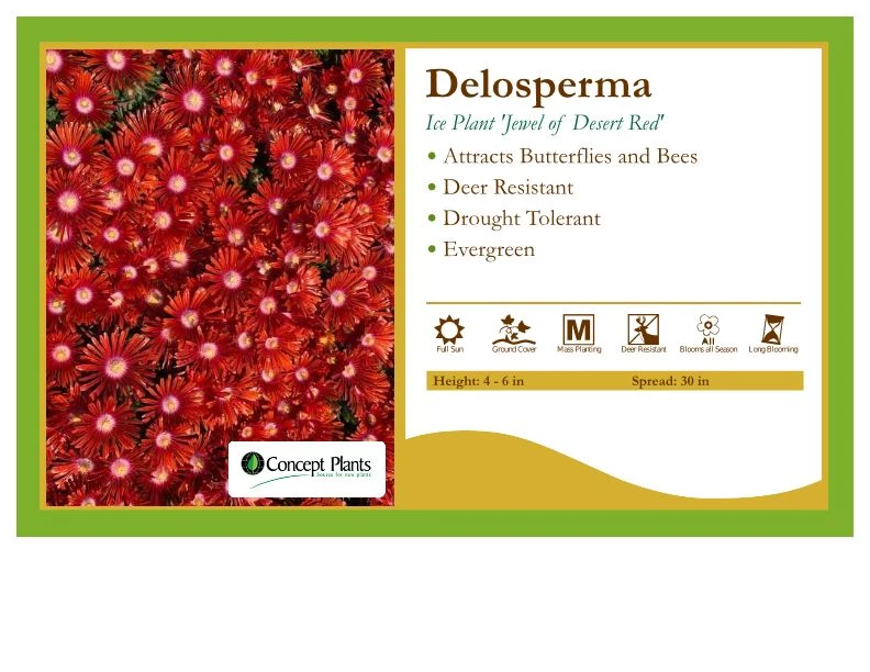 Pandy's Garden Center Perennials Delosperma 'Jewel Of Desert Red' Ice Plant 3 Pandy's Garden Center Perennials Delosperma 'Jewel Of Desert Red' Ice Plant