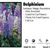 Pandy's Garden Center Delphinium ‘Magic Fountains Mix’ Larkspur Perennials