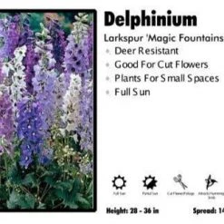 Pandy's Garden Center Delphinium ‘Magic Fountains Mix’ Larkspur Perennials