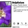 Pandy's Garden Center Delphinium 'Pacific Giants' Larkspur Perennials
