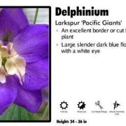 Pandy's Garden Center Delphinium 'Pacific Giants' Larkspur Perennials