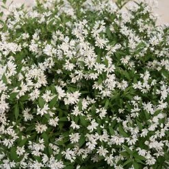 Pandy's Garden Center Deutzia Yuki Snowflake