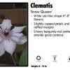 Pandy's Garden Center Perennials Clematis 'Snow Queen'