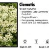 Pandy's Garden Center Perennials Clematis 'Sweet Autumn'