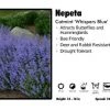 Pandy's Garden Center Perennials Nepeta 'Whisper Blue' Catmint