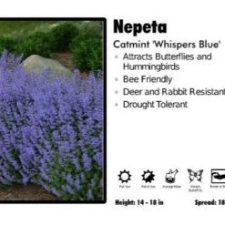 Pandy's Garden Center Perennials Nepeta 'Whisper Blue' Catmint
