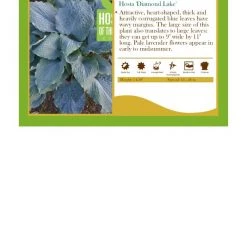 Pandy's Garden Center Perennials Hosta ‘Diamond Lake'