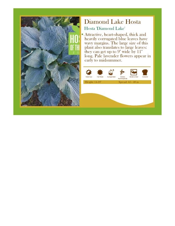 Pandy's Garden Center Perennials Hosta ‘Diamond Lake' 3 Pandy's Garden Center Perennials Hosta ‘Diamond Lake'