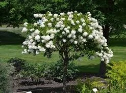 Walker Rose Of Sharon - Diana Althea Nursery