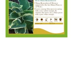 Pandy's Garden Center Perennials Hosta ‘Dianna Remembered’