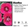Pandy's Garden Center Dianthus ‘Eastern Star’ Cheddar Pinks Perennials