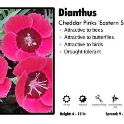 Pandy's Garden Center Dianthus ‘Eastern Star’ Cheddar Pinks Perennials