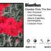 Pandy's Garden Center Dianthus ‘Fire Star’ Cheddar Pinks Perennials
