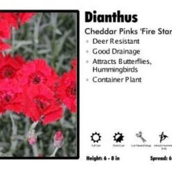 Pandy's Garden Center Dianthus ‘Fire Star’ Cheddar Pinks Perennials