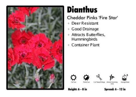 Pandy's Garden Center Dianthus ‘Fire Star’ Cheddar Pinks Perennials 3 Pandy's Garden Center Dianthus ‘Fire Star’ Cheddar Pinks Perennials