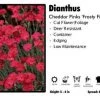 Pandy's Garden Center Perennials Dianthus ‘Frosty Fire’ Cheddar Pinks 2 Pandy's Garden Center Perennials Dianthus ‘Frosty Fire’ Cheddar Pinks