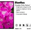 Pandy's Garden Center Dianthus ‘Kahori’ Cheddar Pinks Perennials