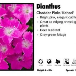Pandy's Garden Center Dianthus ‘Kahori’ Cheddar Pinks Perennials