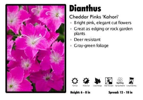 Pandy's Garden Center Dianthus ‘Kahori’ Cheddar Pinks Perennials 3 Pandy's Garden Center Dianthus ‘Kahori’ Cheddar Pinks Perennials