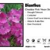 Pandy's Garden Center Dianthus ‘Neon Star’ Cheddar Pinks Perennials