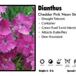 Pandy's Garden Center Dianthus ‘Neon Star’ Cheddar Pinks Perennials