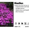 Pandy's Garden Center Dianthus ‘Paint The Town Fuchsia’ Cheddar Pinks Perennials