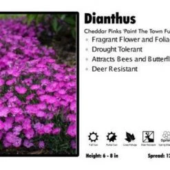 Pandy's Garden Center Dianthus ‘Paint The Town Fuchsia’ Cheddar Pinks Perennials