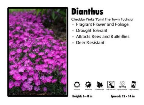 Pandy's Garden Center Dianthus ‘Paint The Town Fuchsia’ Cheddar Pinks Perennials 3 Pandy's Garden Center Dianthus ‘Paint The Town Fuchsia’ Cheddar Pinks Perennials